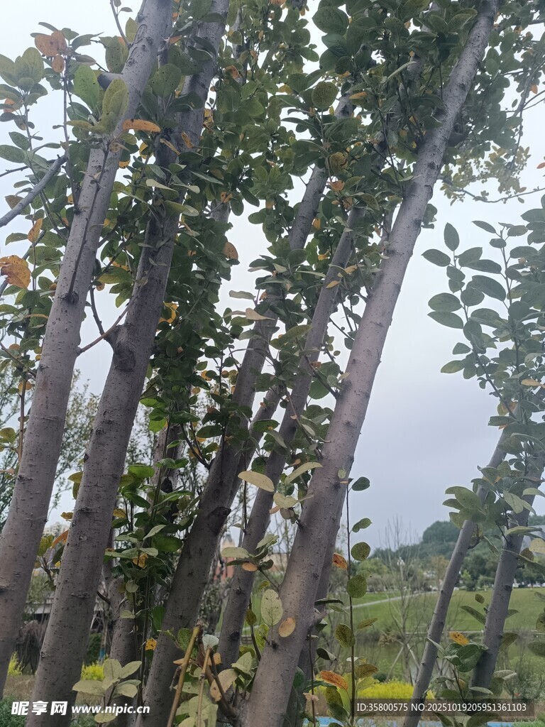 树林中的树木与绿叶