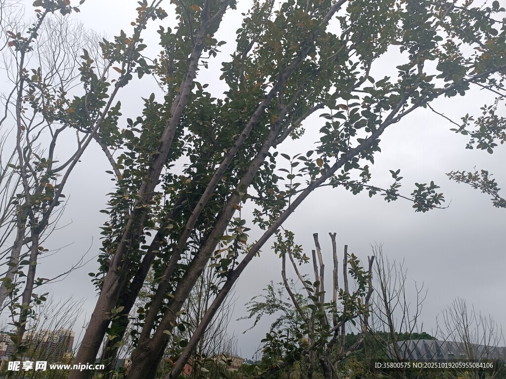 雨中倾斜的树木