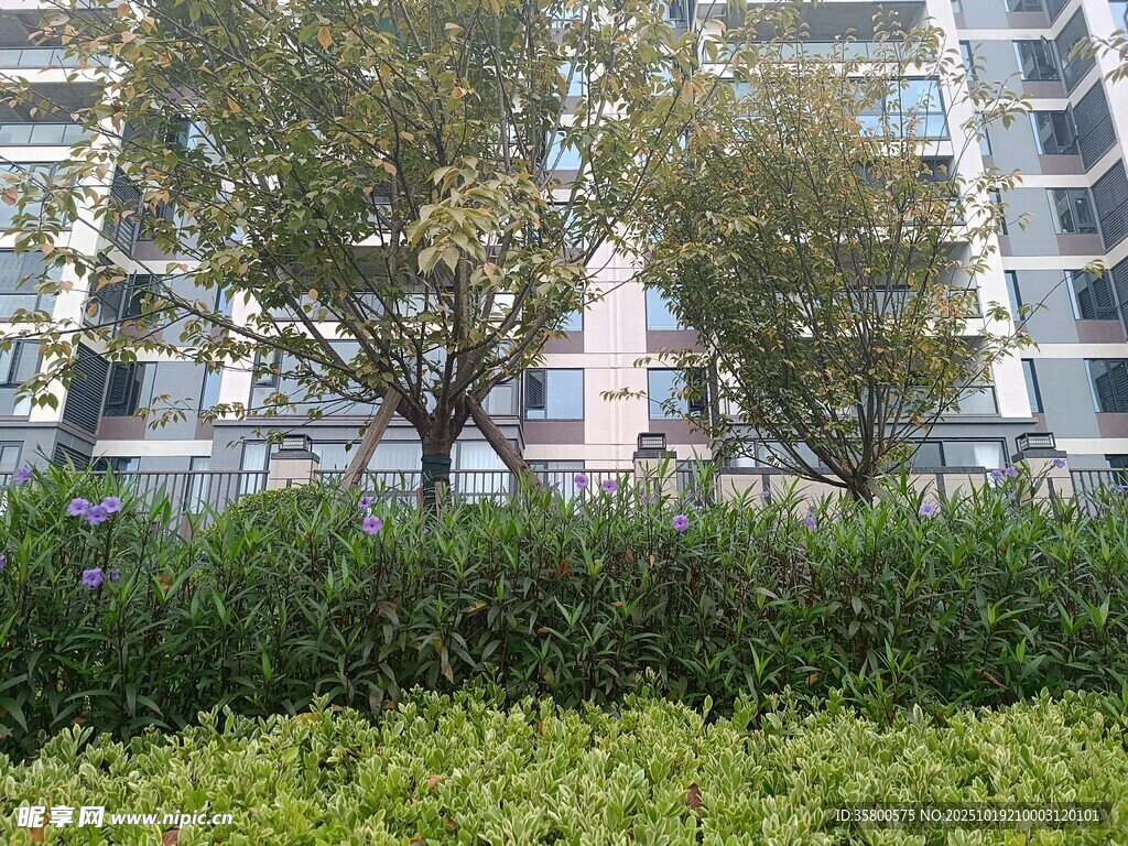 小区绿植与楼宇景观