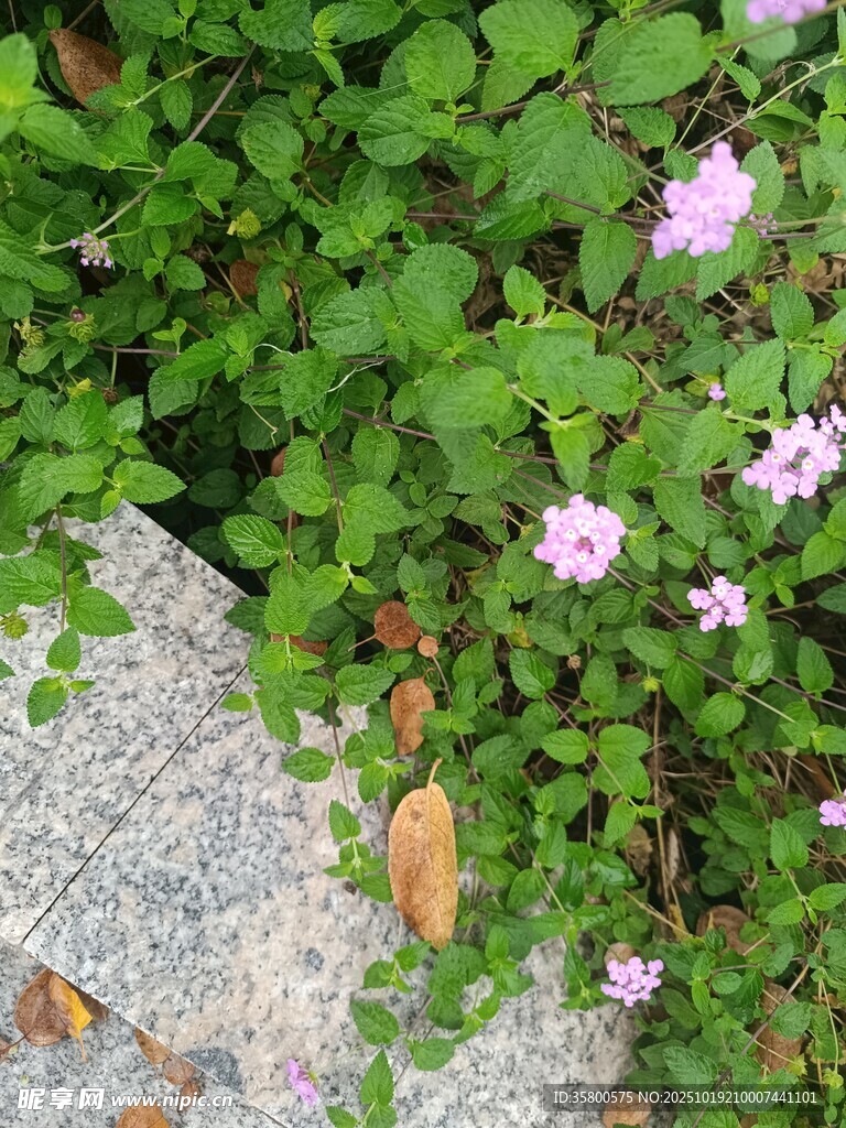 石边绽放的粉色小花