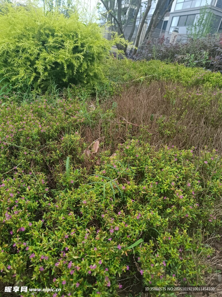 绿意盎然的户外植物景观