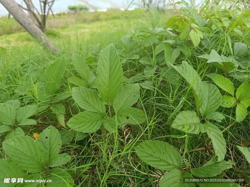 绿意盎然的野外植物景观
