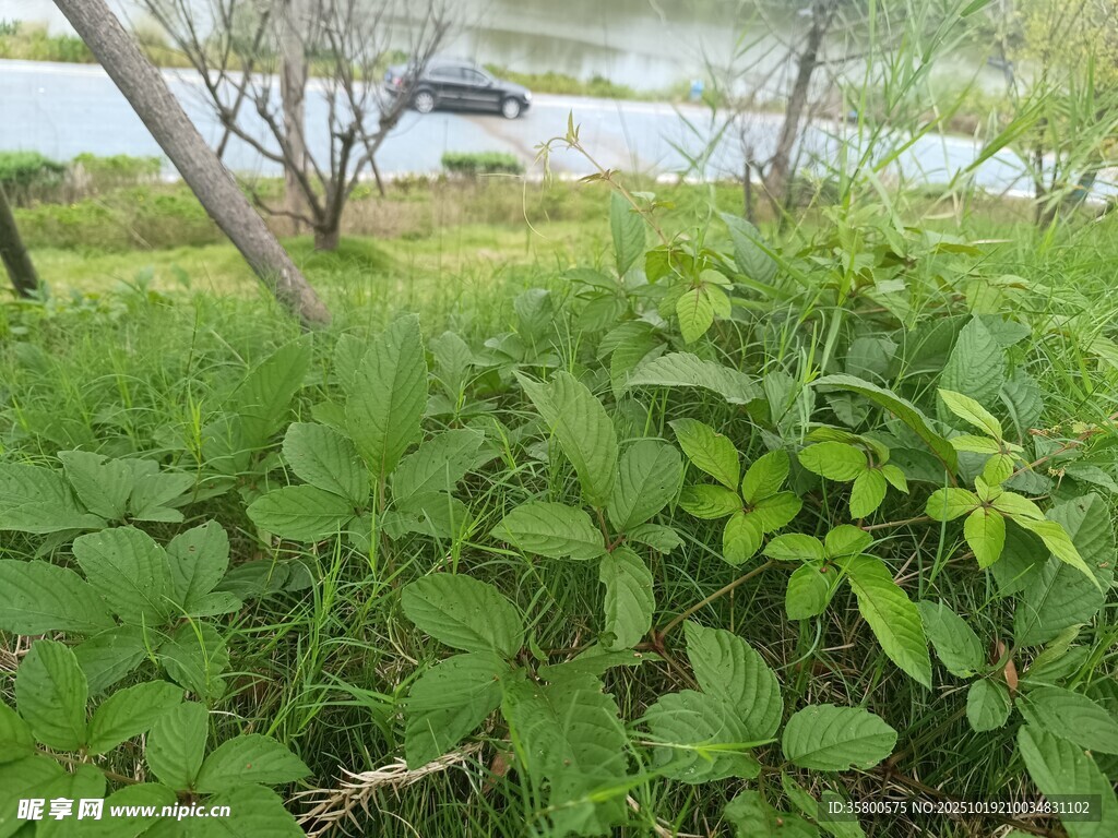 湖畔绿植景观