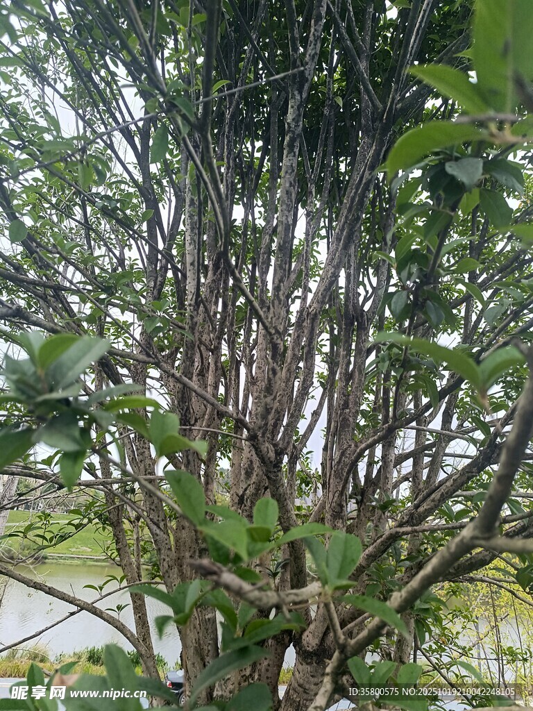 繁茂树枝下的绿意景致