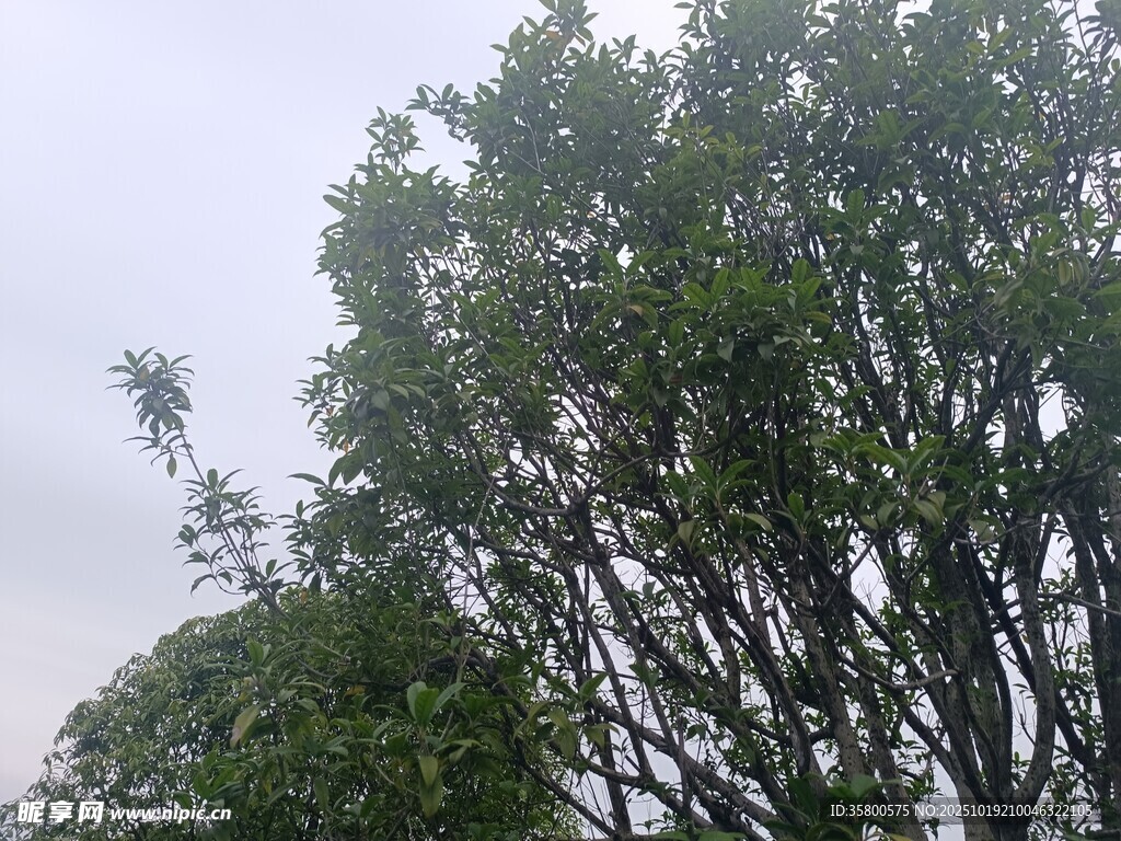 高大繁茂的绿树
