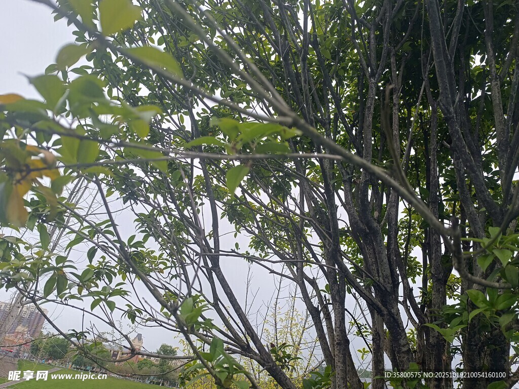 绿叶繁茂的树木景观