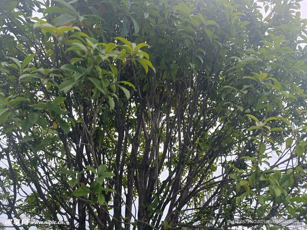 茂密枝叶的树木景观