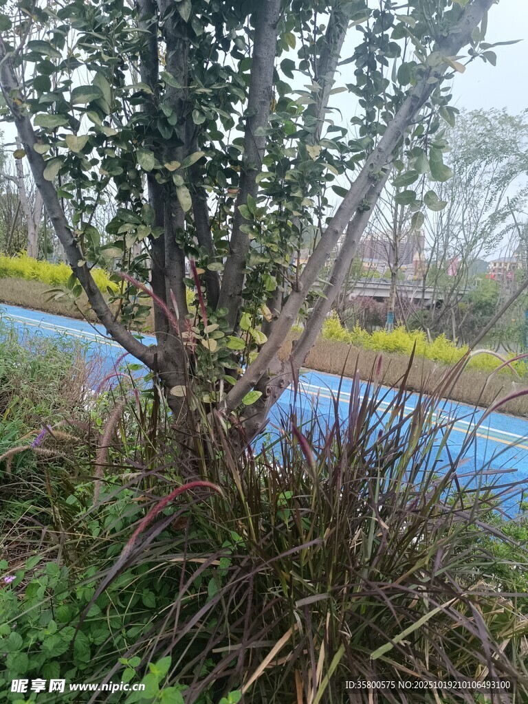 园林景观中的绿植与步道