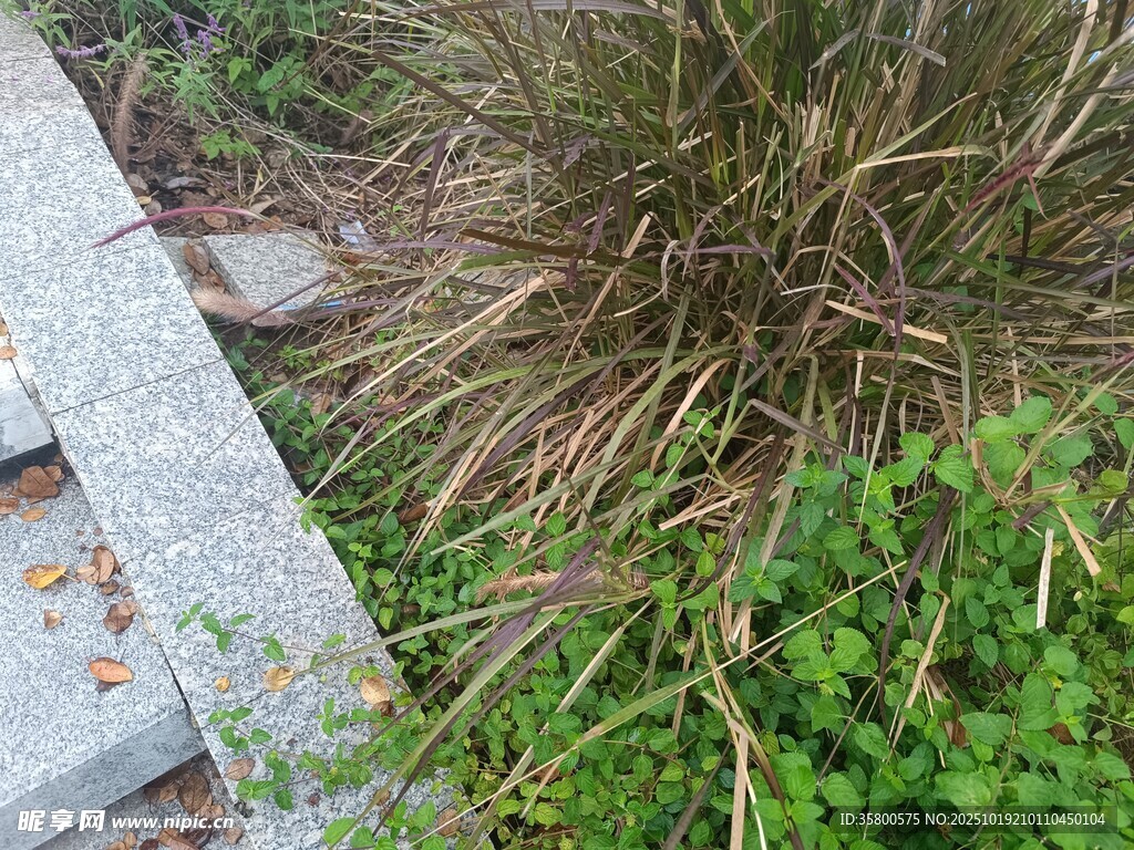 石边绿植景观