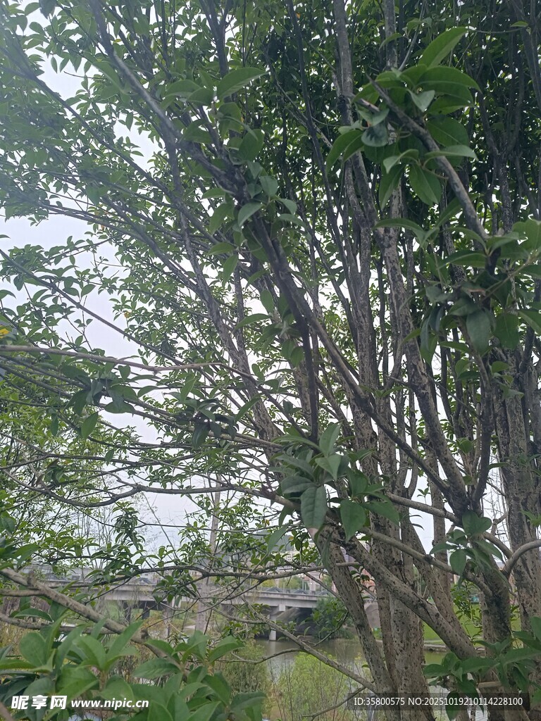 繁茂树林 