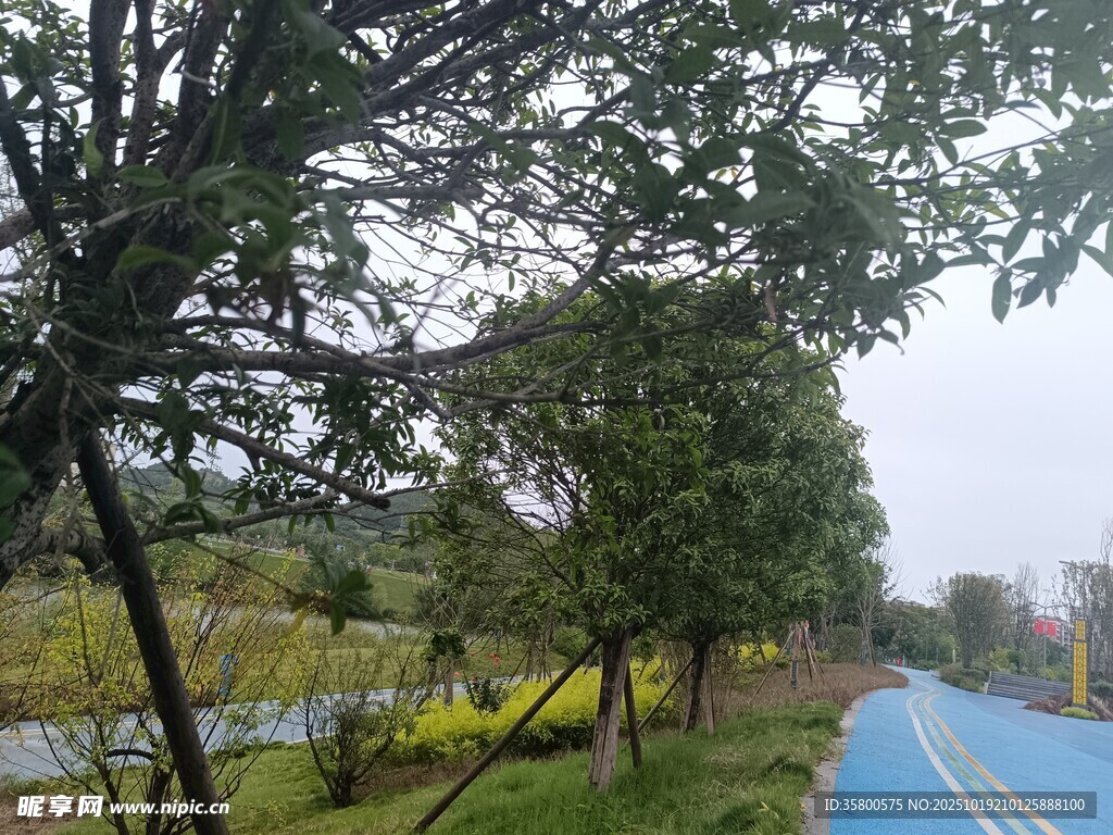 蓝道旁绿树成荫的景致