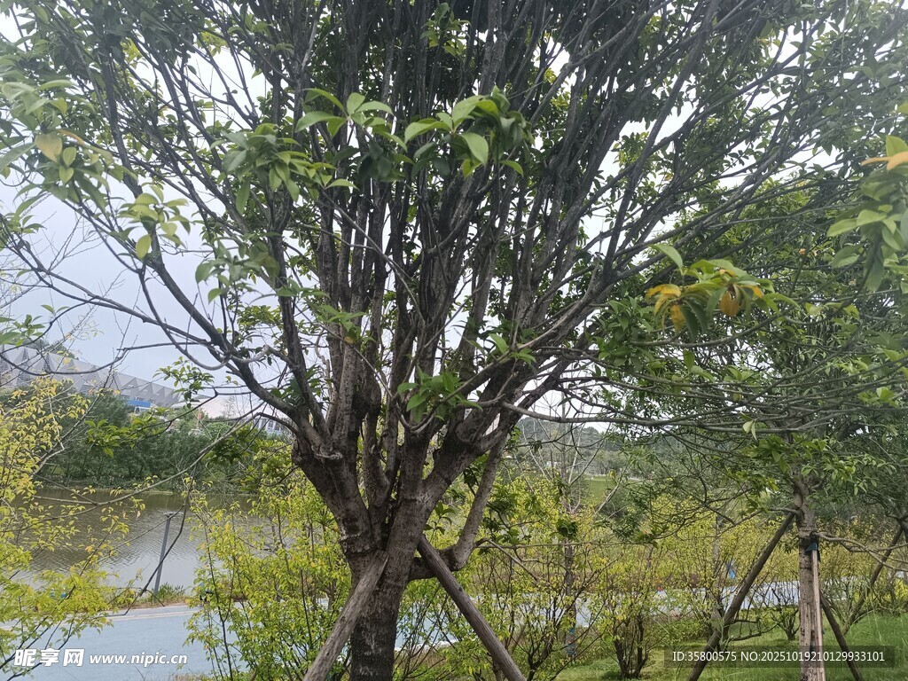 雨中繁茂树木景观