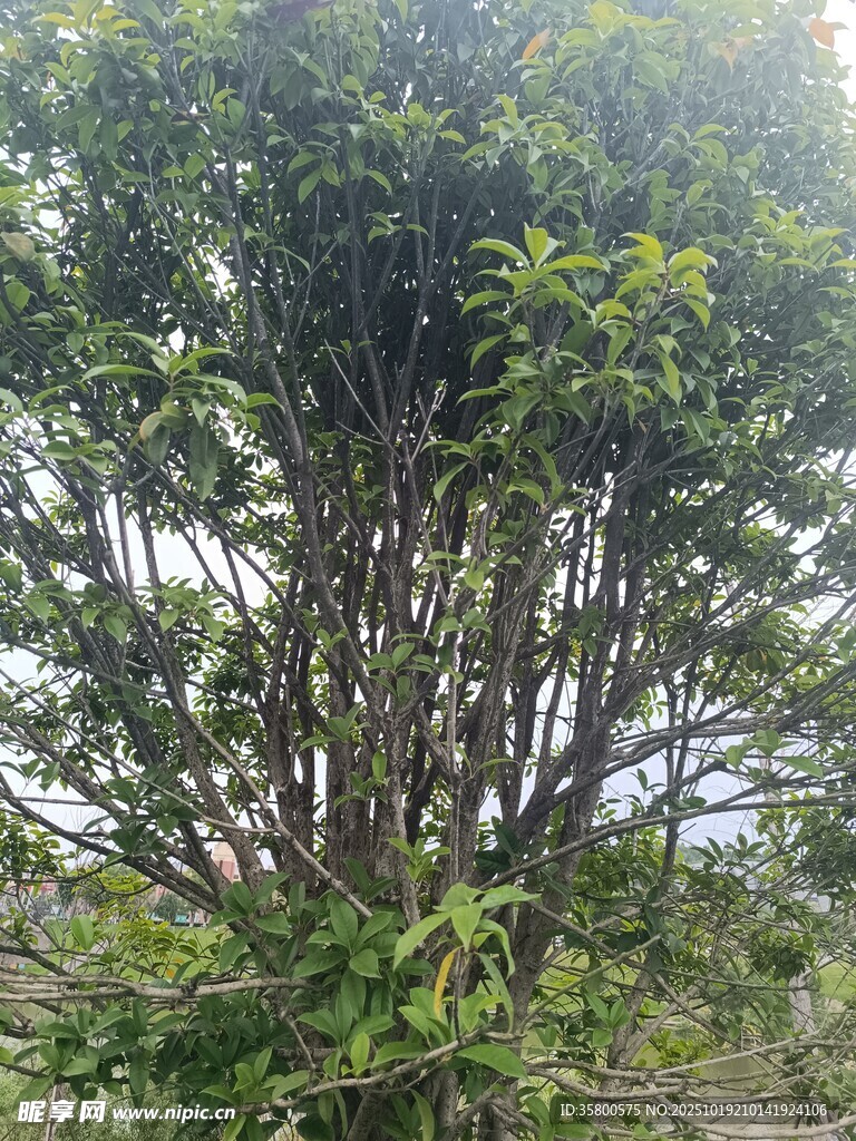 茂密丛生的树木景观