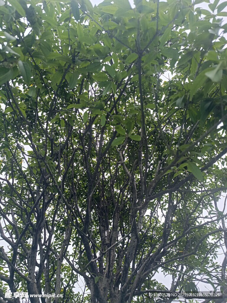 茂密绿树展现盎然生机