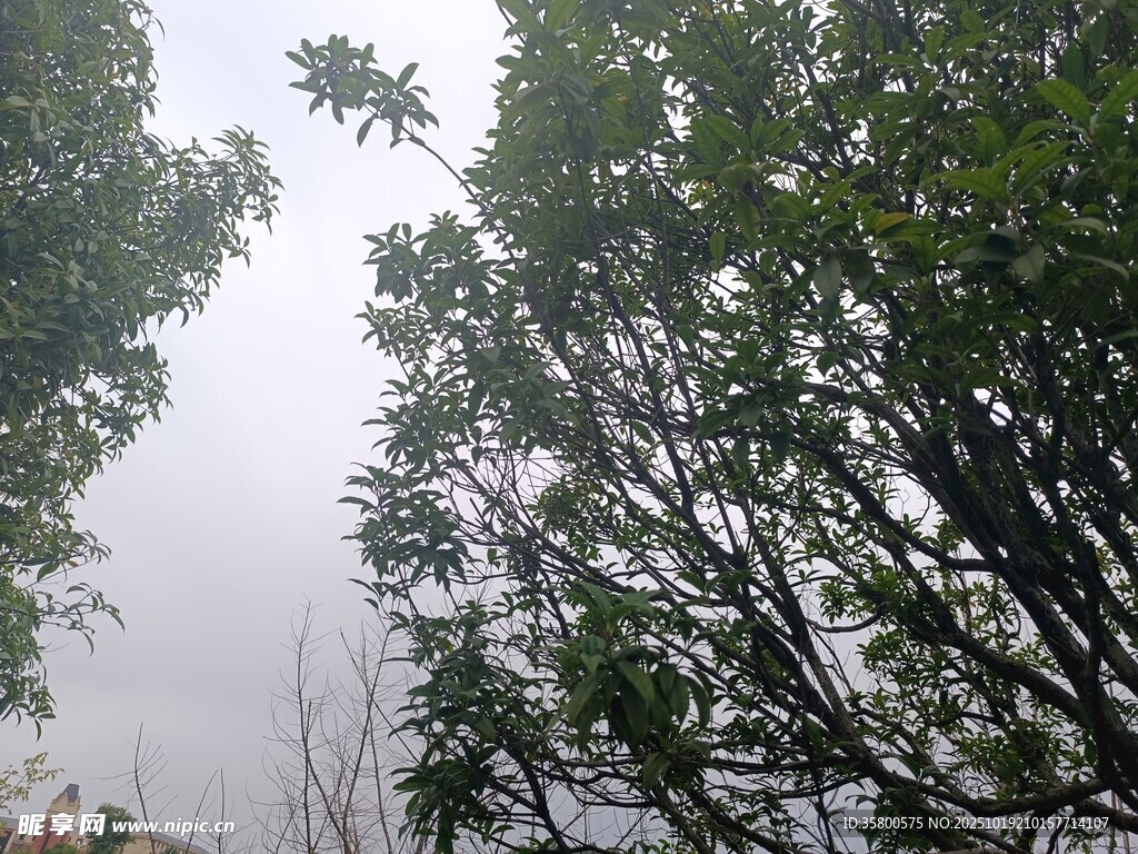 林间树梢 