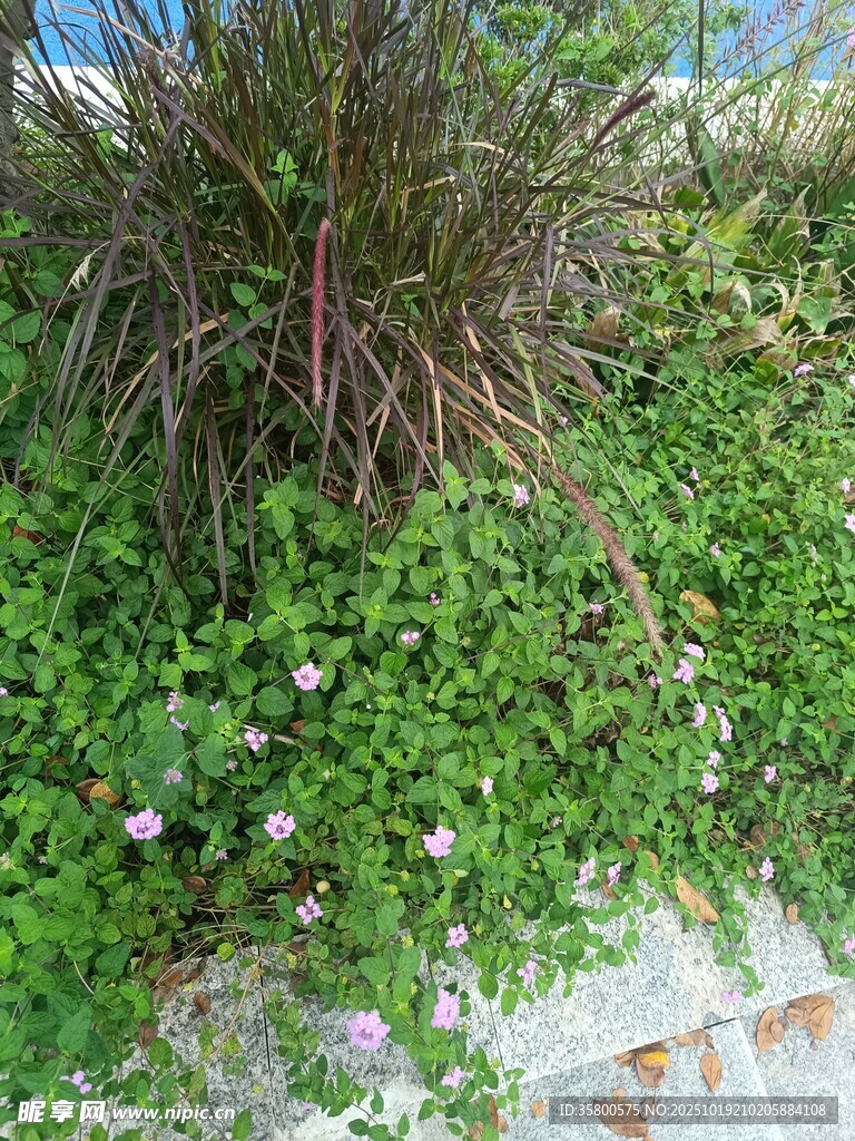 翠绿繁茂的地面绿植景观