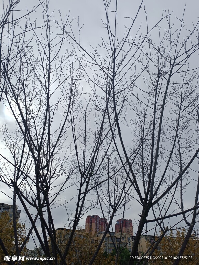 冬日光秃树木景象