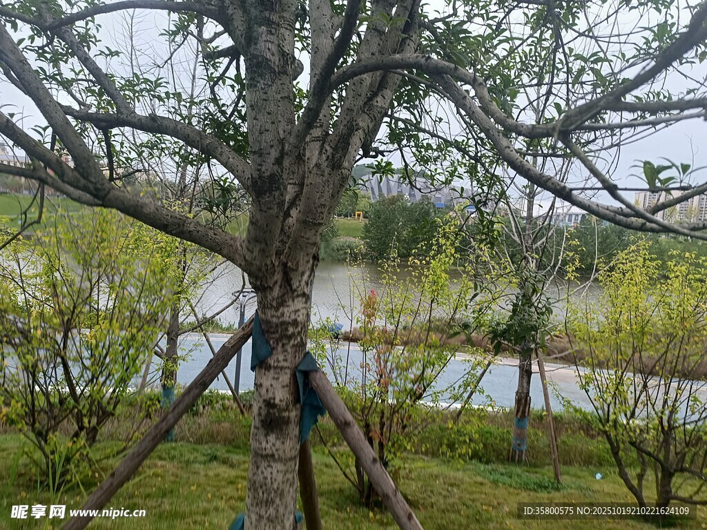 湖边树木支撑养护场景