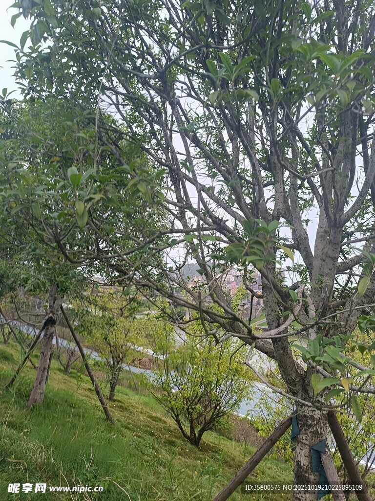 山林间的树木与葱郁草地