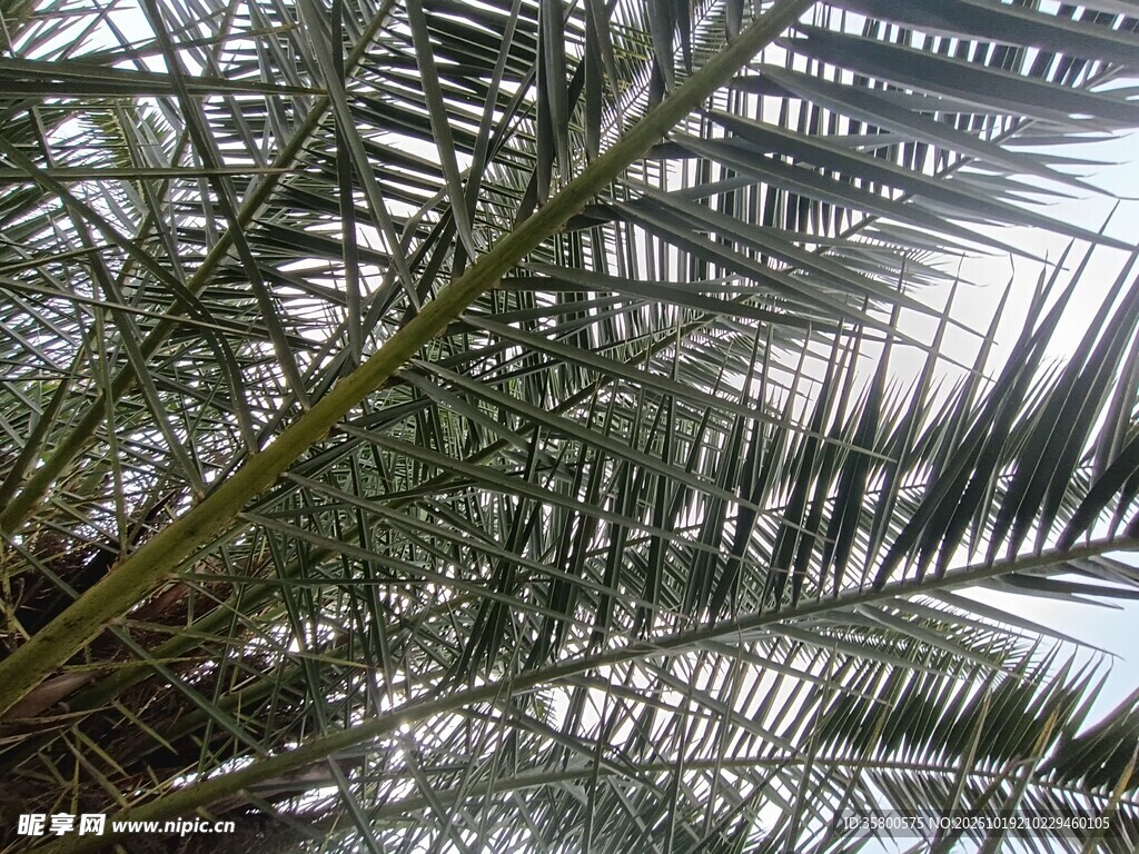 仰视下的棕榈树叶景观