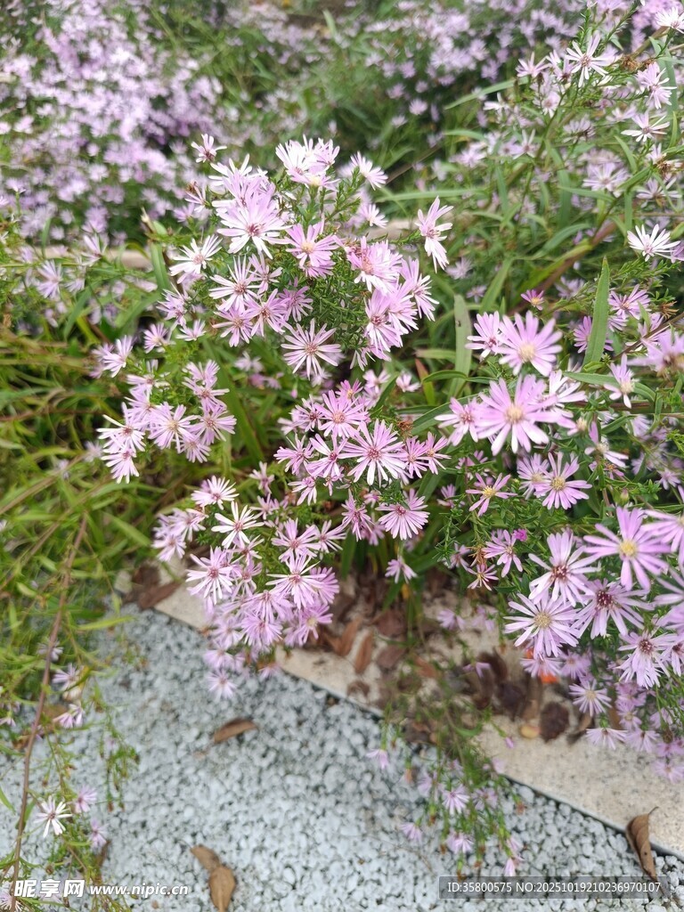 烂漫绽放的粉色花卉景观