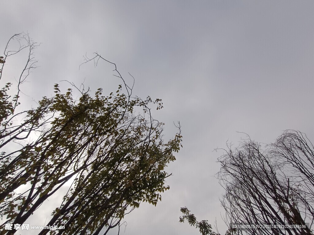 枯树映灰天