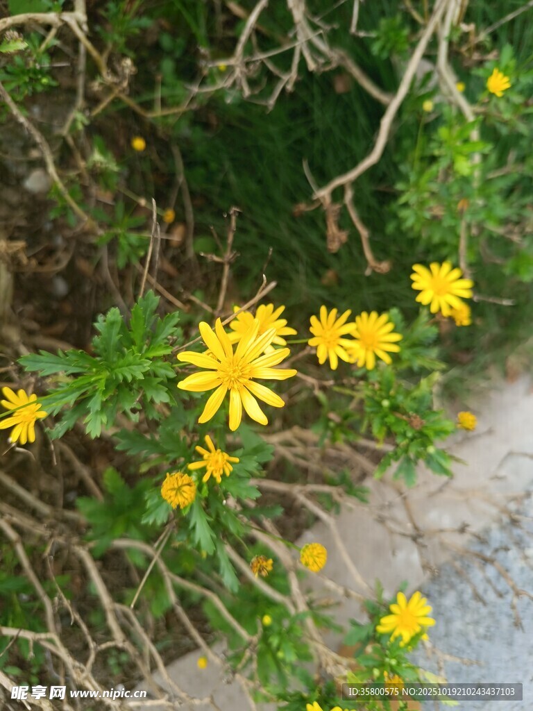 路边绽放的黄色小野花