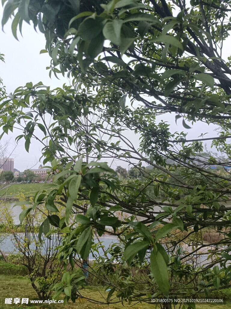 湖畔绿树成荫的自然景致