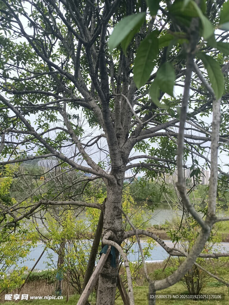 户外自然中的树木景观