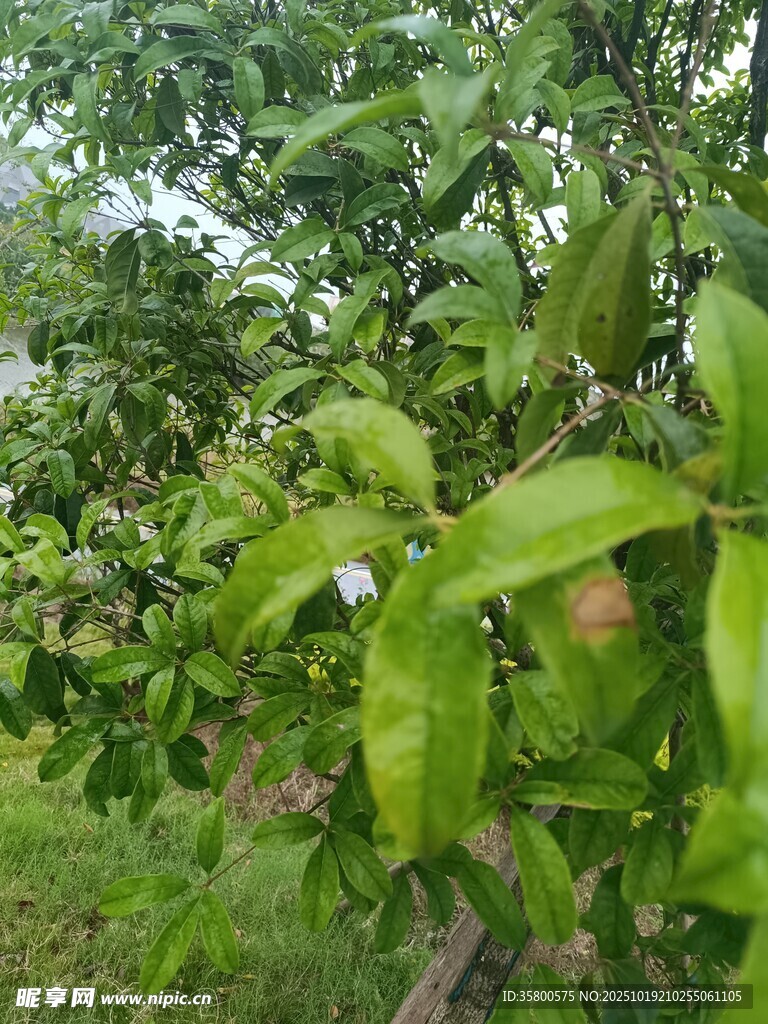 绿叶间的生机景象