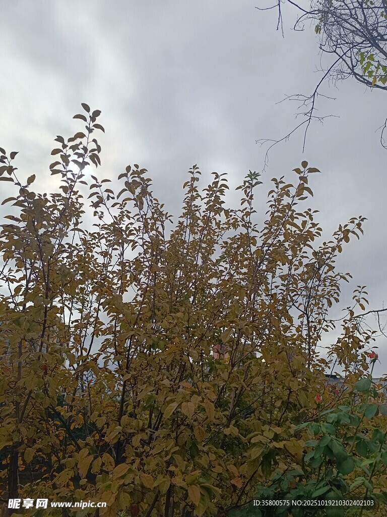 秋日黄叶树木景观