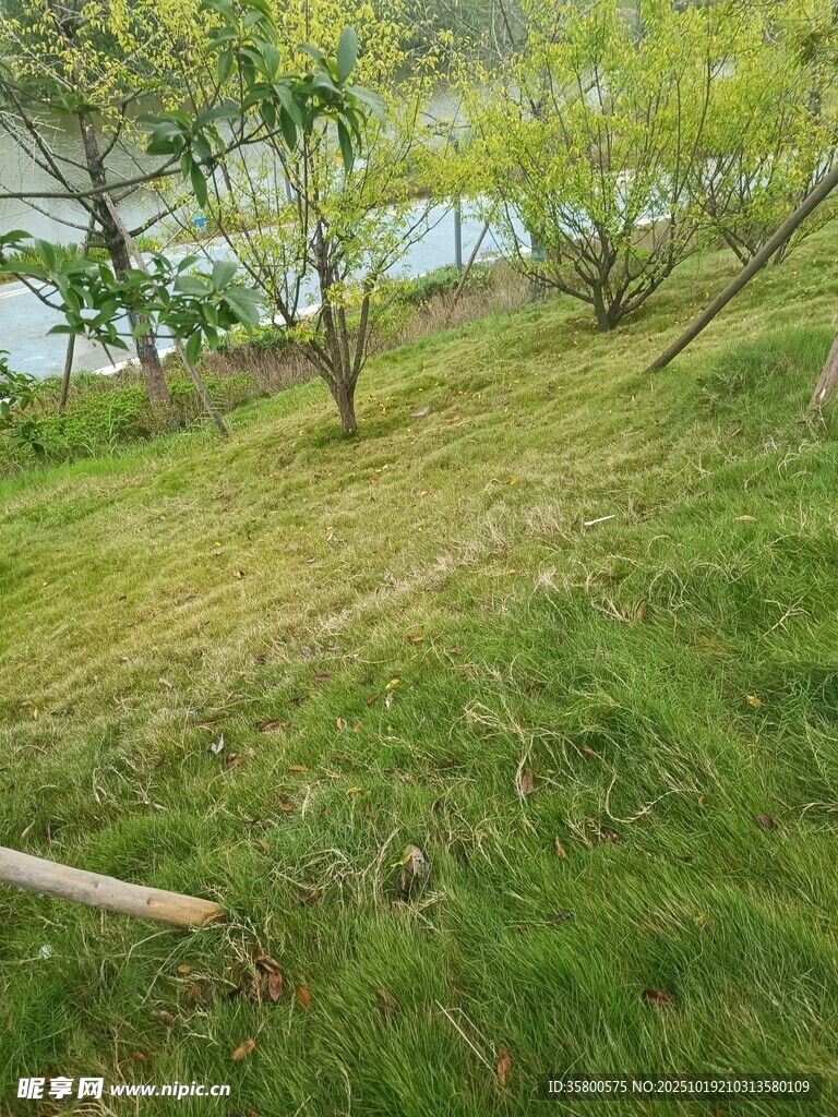春日草地旁的树木景观