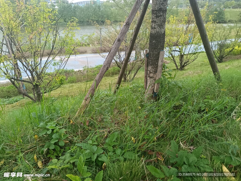 户外草地树木自然景致