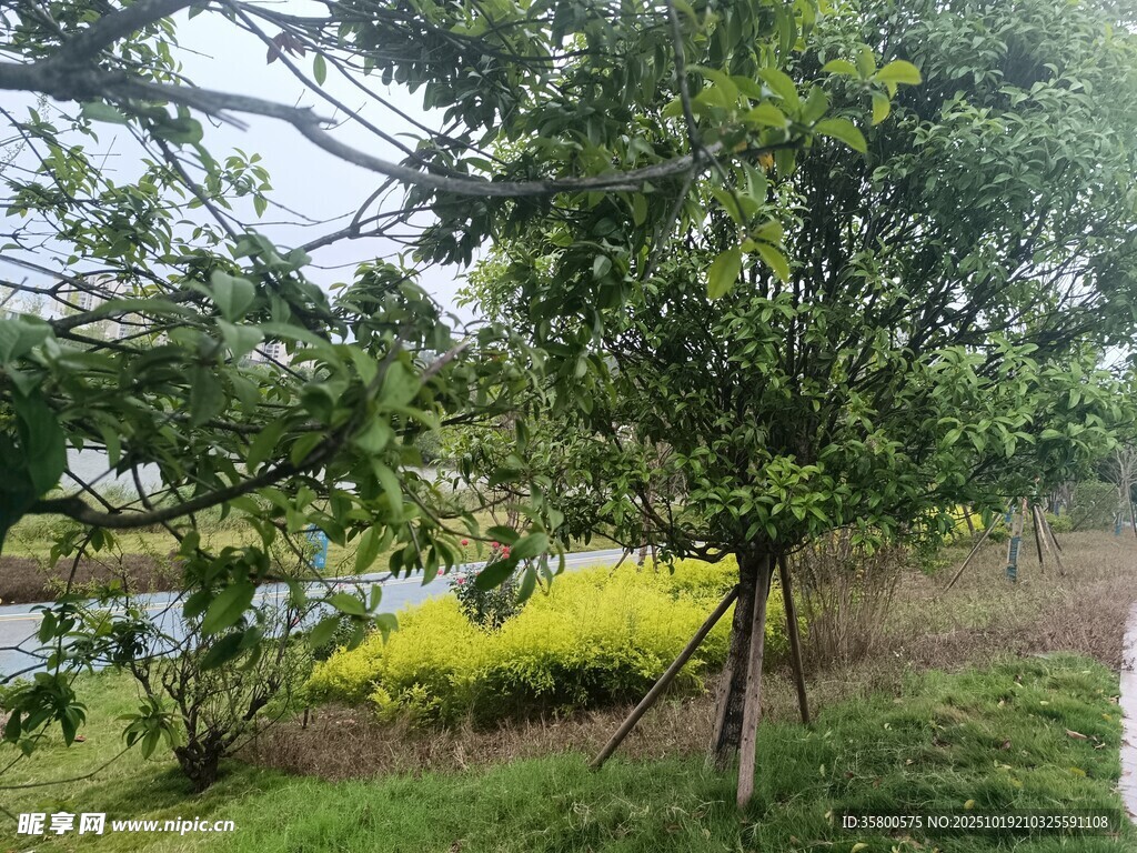 湖畔绿树黄花美景