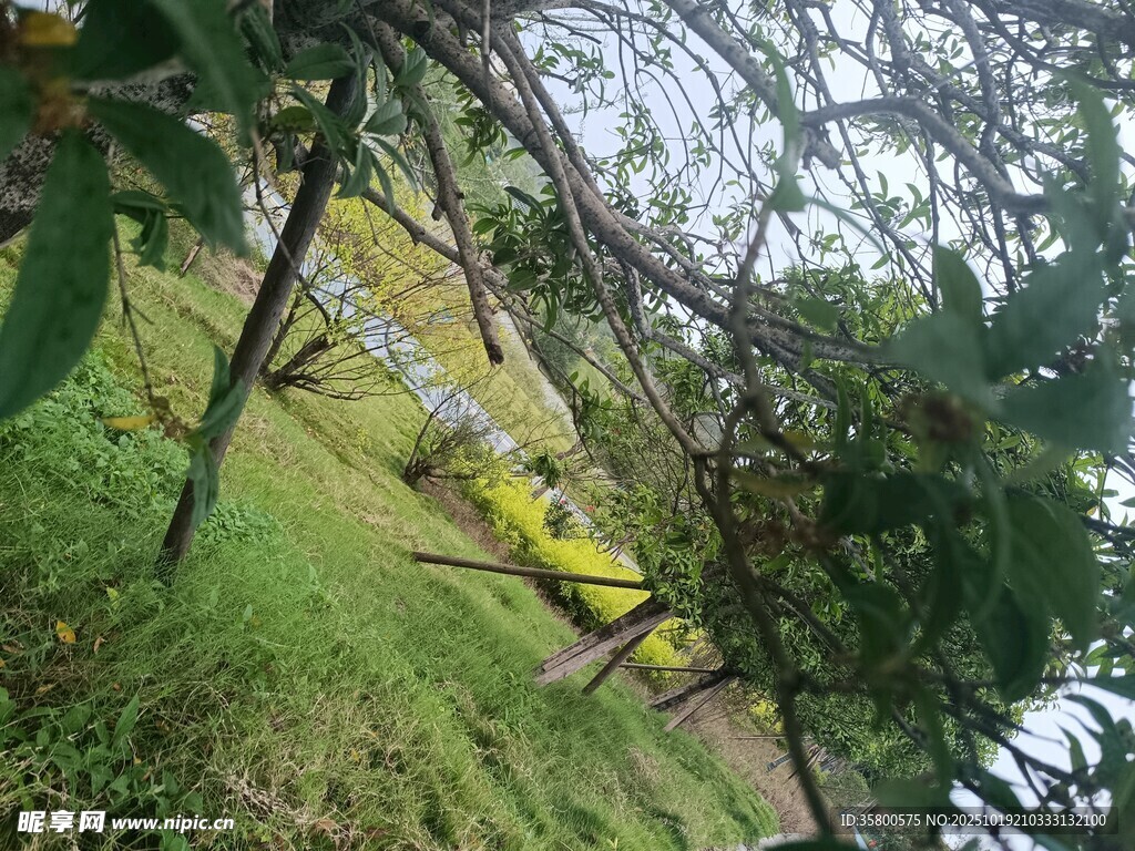 山坡绿植间的景象