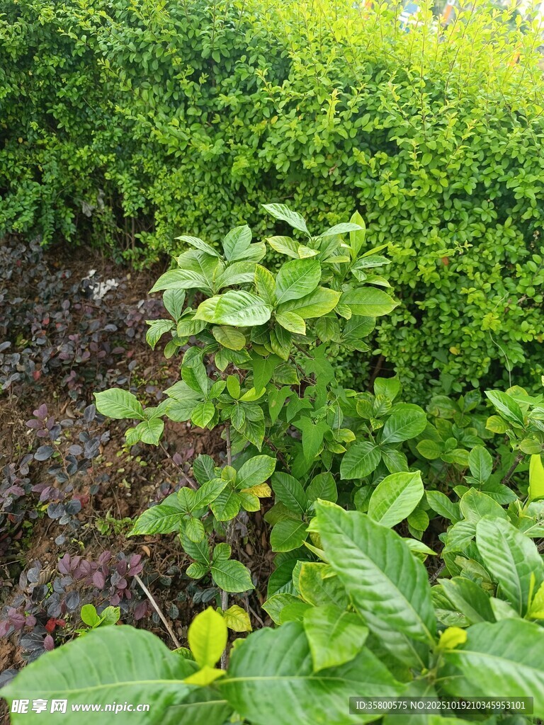 绿意盎然的植物景观