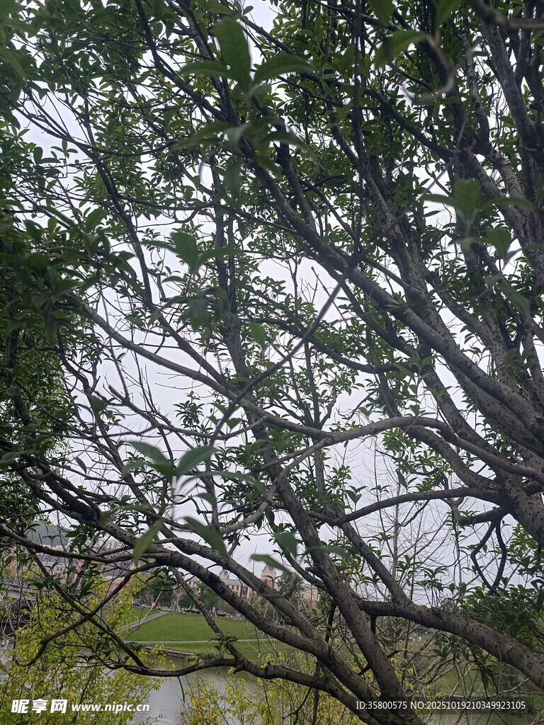 透过枝叶看户外景象