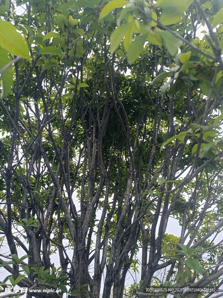 繁茂树木间的寄生植物
