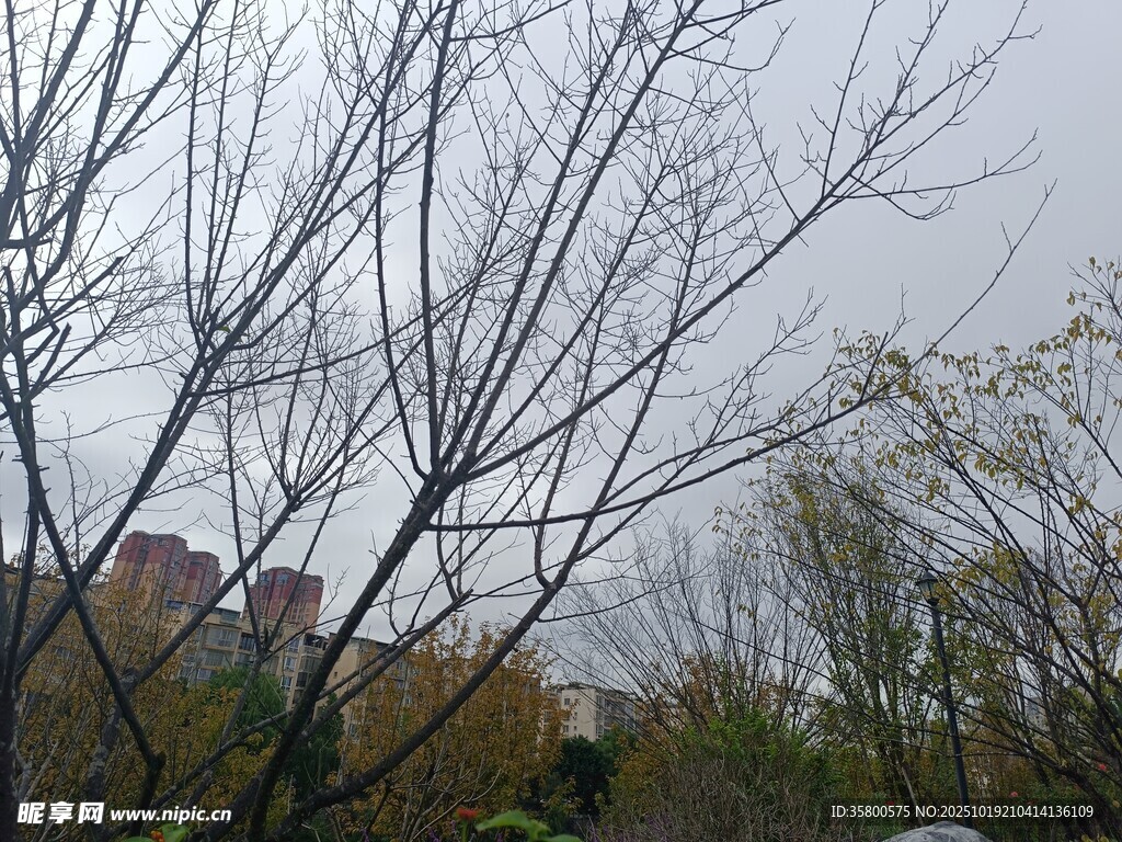 冬日枯树与朦胧远景