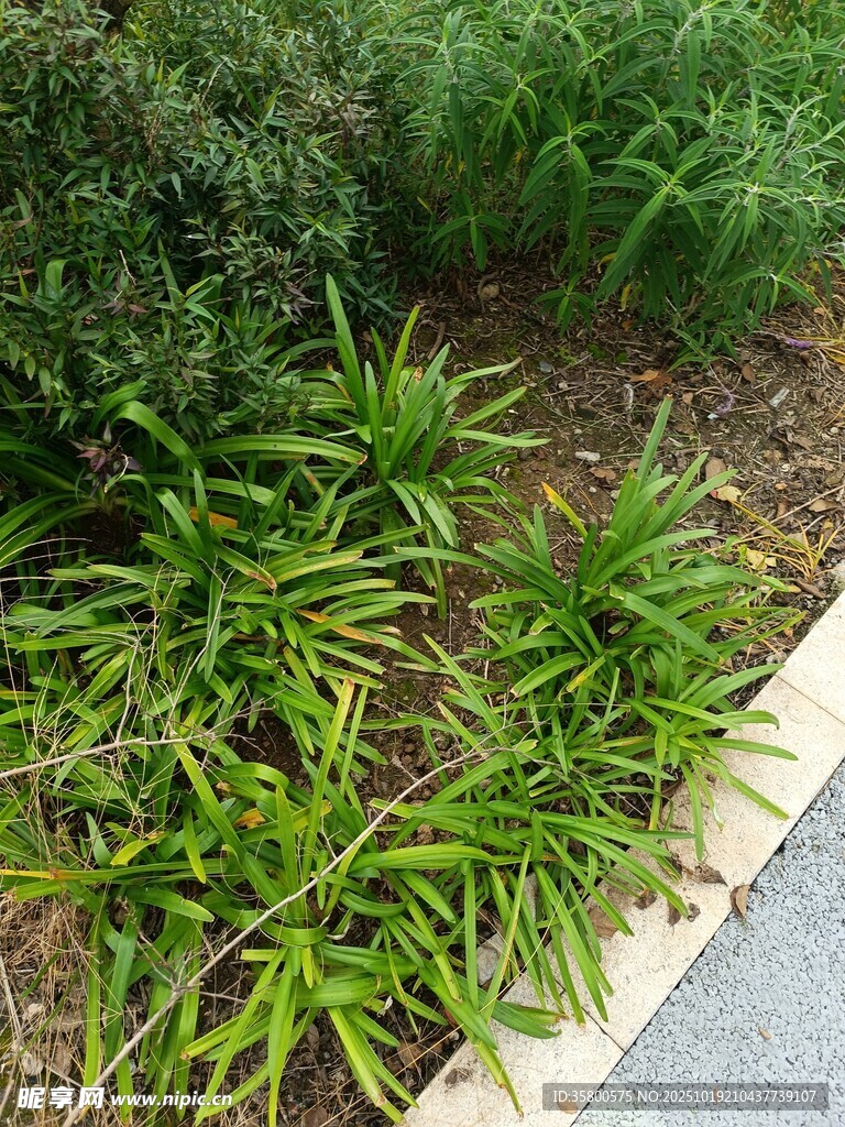 路边葱郁绿植景观