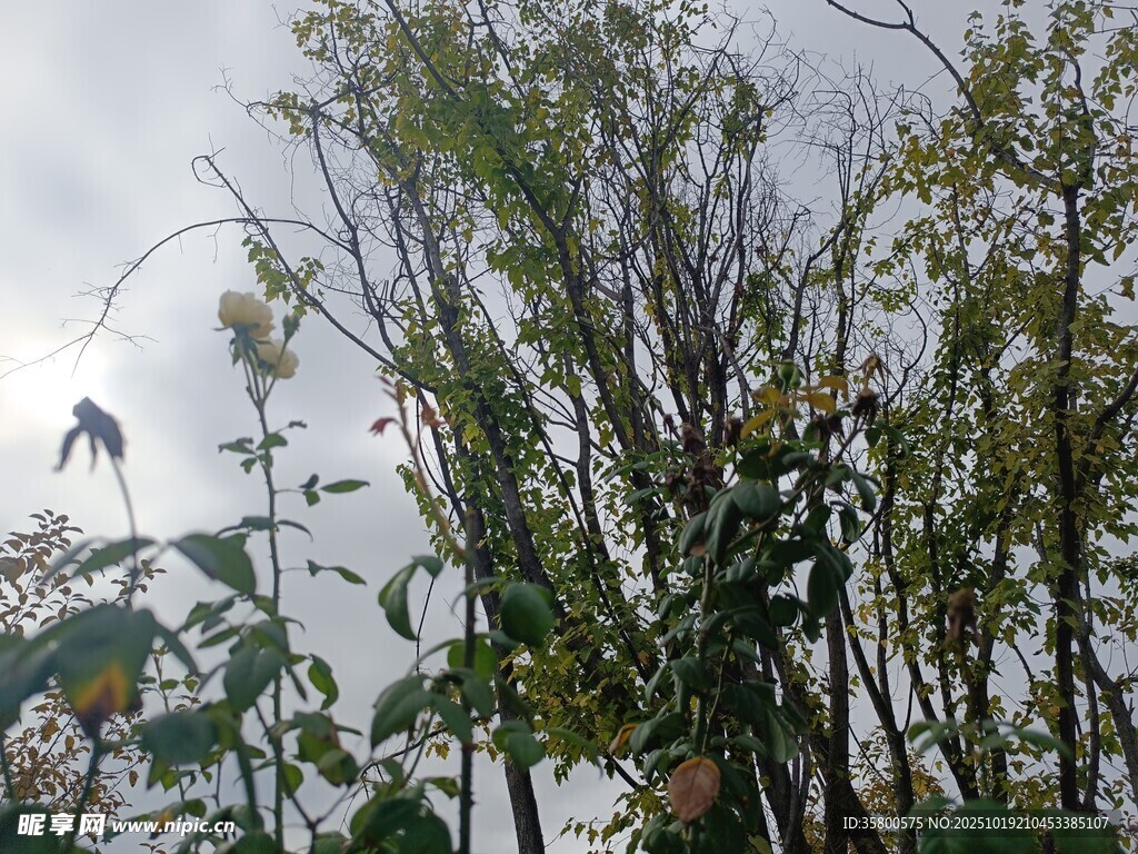 秋日野外植物景观