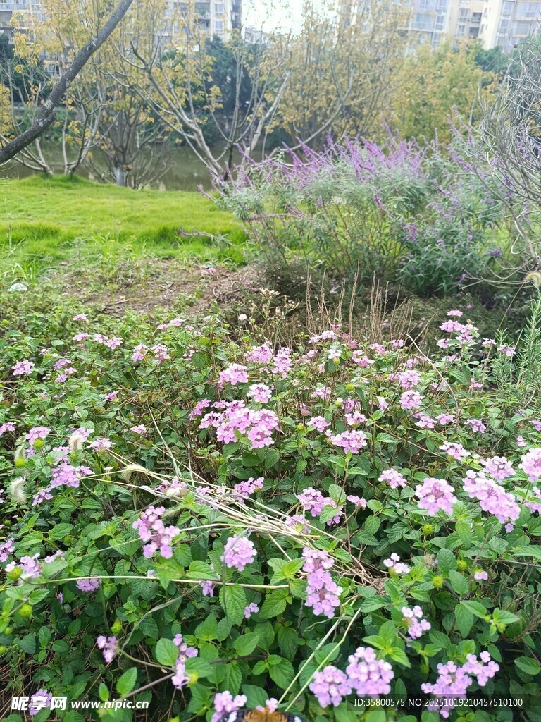 春日烂漫花丛中的美丽景致