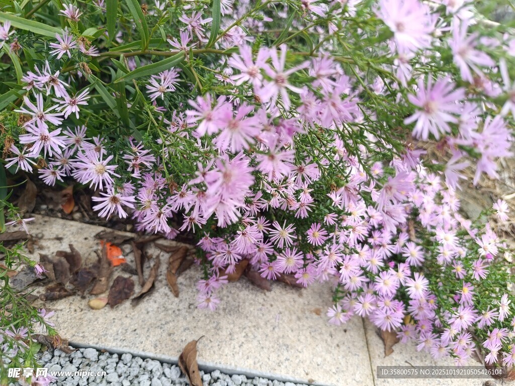 紫色小花绽放于绿植间