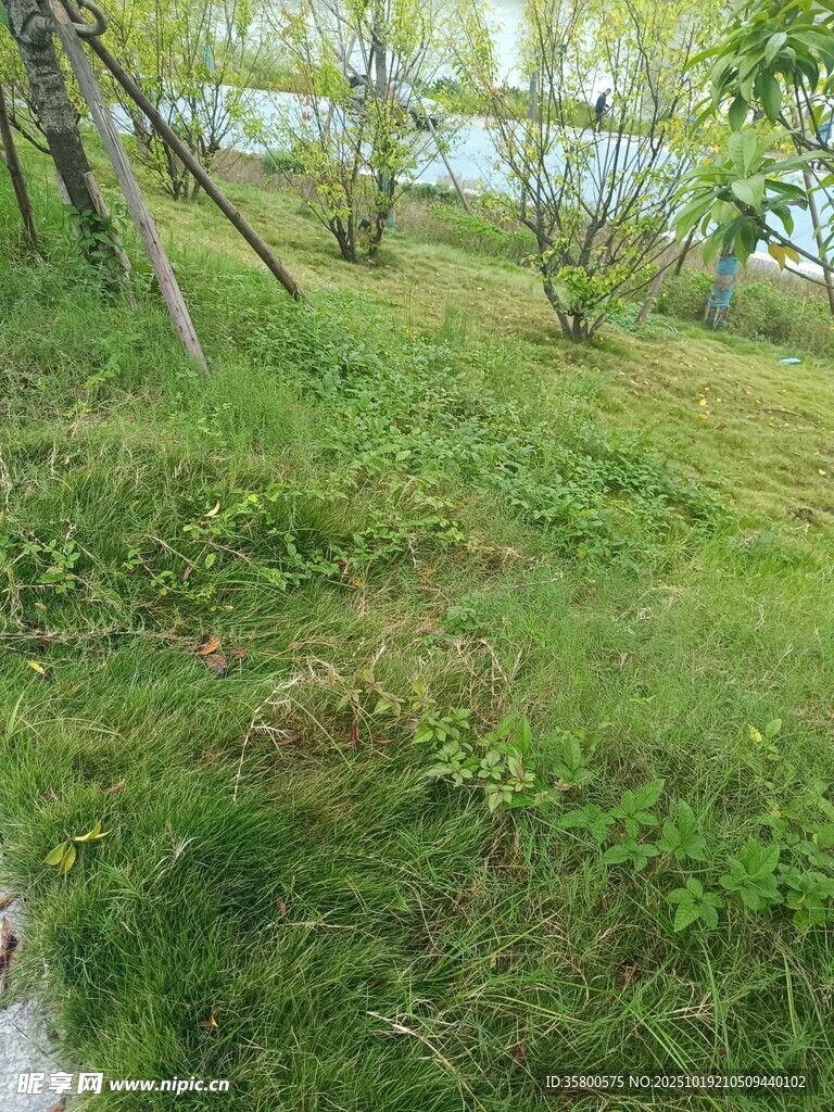 春日绿野风光