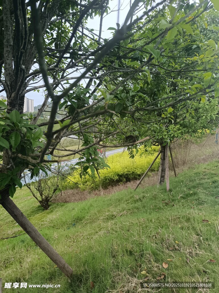 绿意盎然的户外自然景致