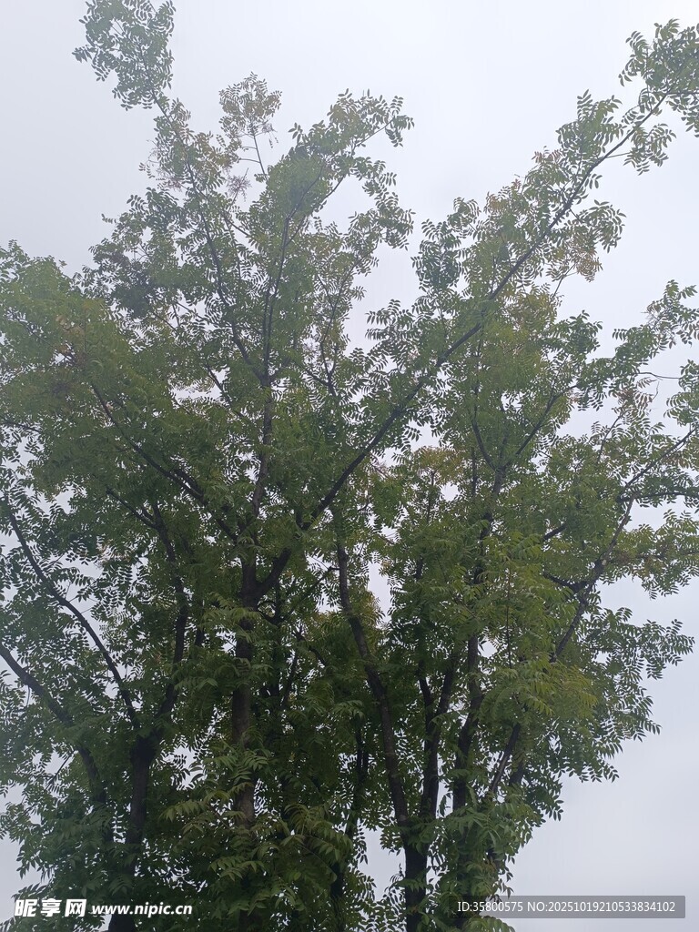 雨中枝叶繁茂的绿树
