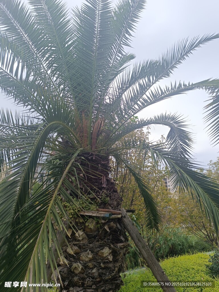 高大苏铁树展现独特风姿