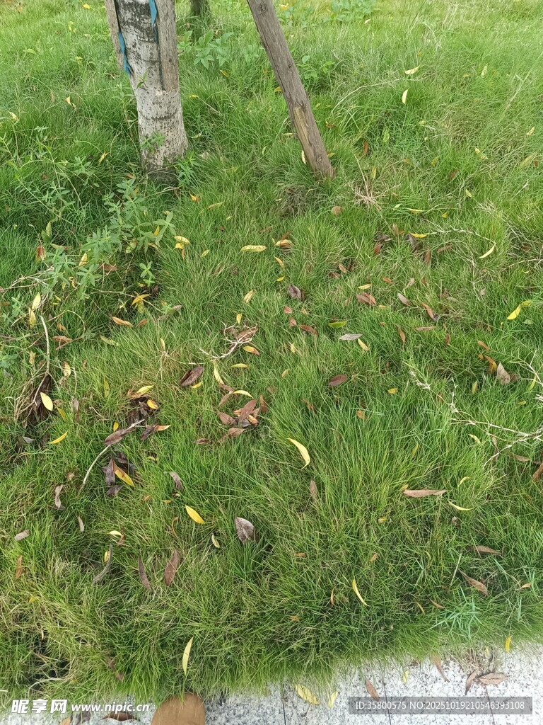 树下绿草与落叶景象