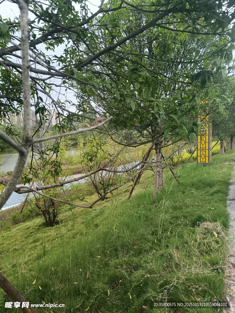 绿意盎然的户外自然景致