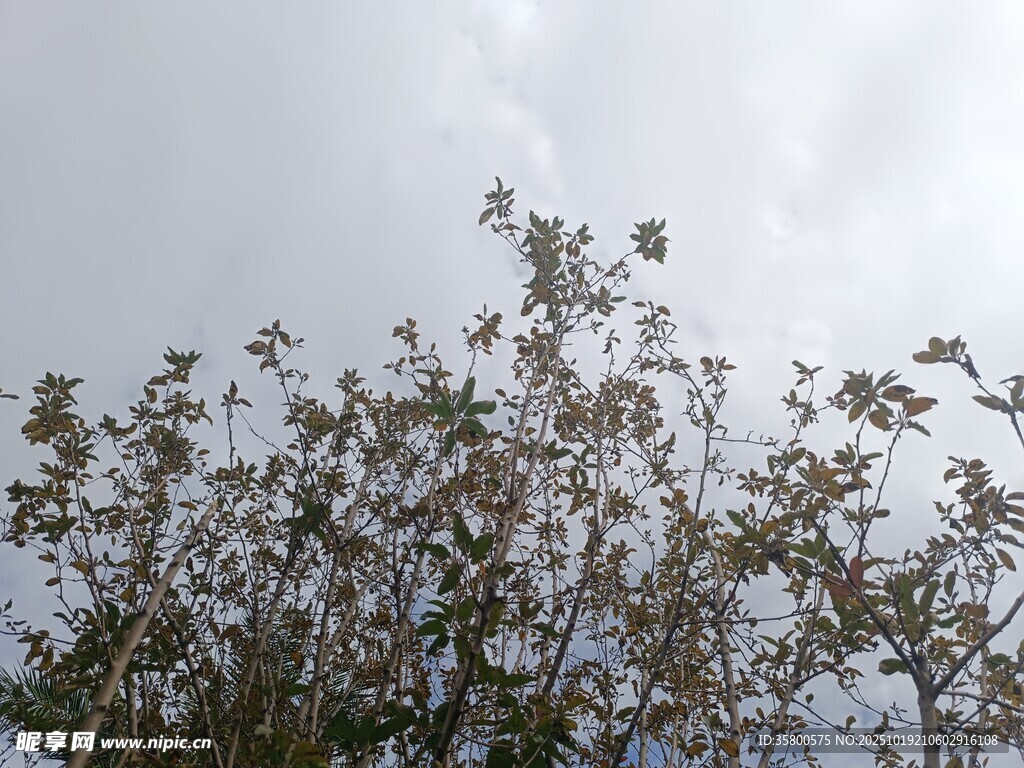 枝头繁花映灰白天空